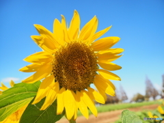 季節外れの猛暑