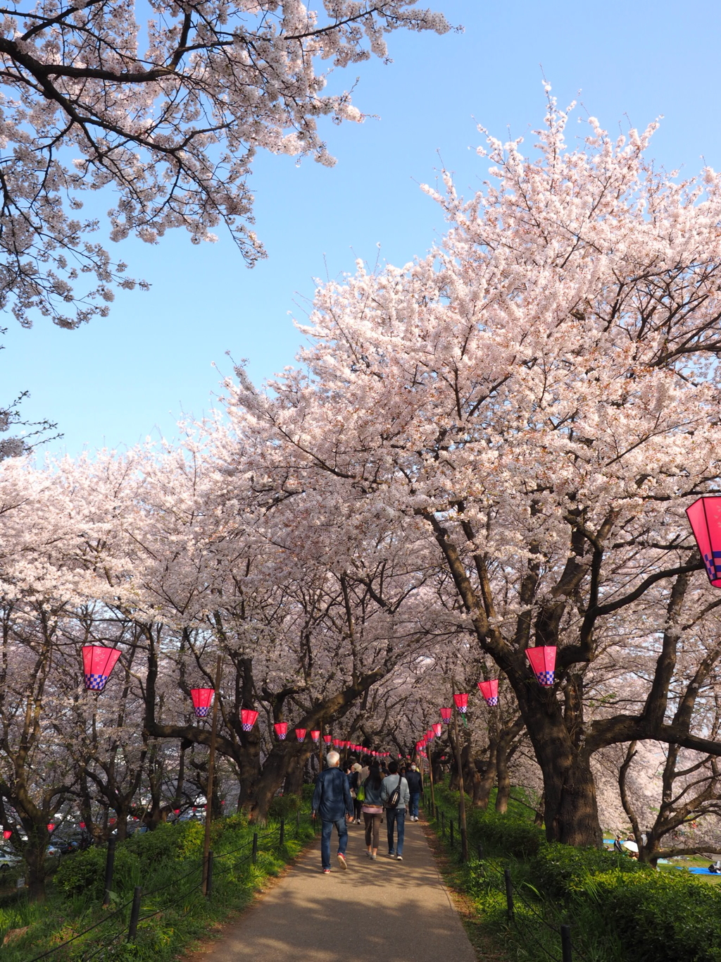権現堂桜堤