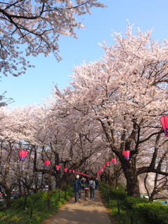 権現堂桜堤