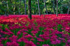 彼岸花畑