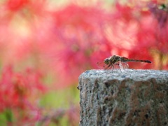曼珠沙華をバックにトンボ