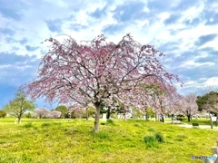 桜もそろそろ見納め