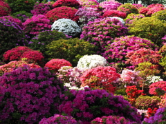 根津神社のつつじ