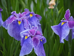 花菖蒲