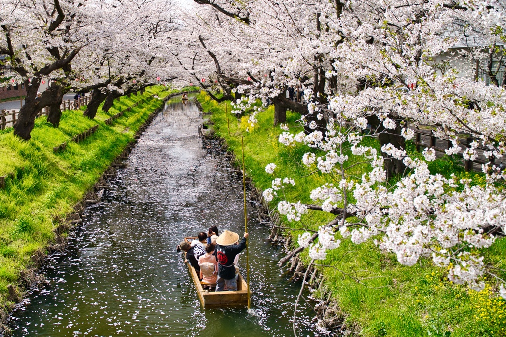 桜船