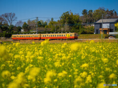 春の陽気を運ぶ列車