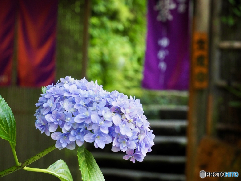 鎌倉の紫陽花
