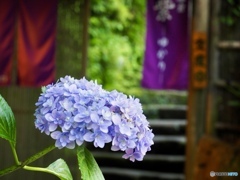 鎌倉の紫陽花