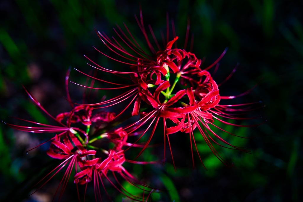 曼珠沙華