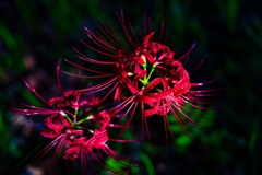 曼珠沙華