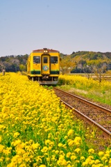 いすみ鉄道と菜の花