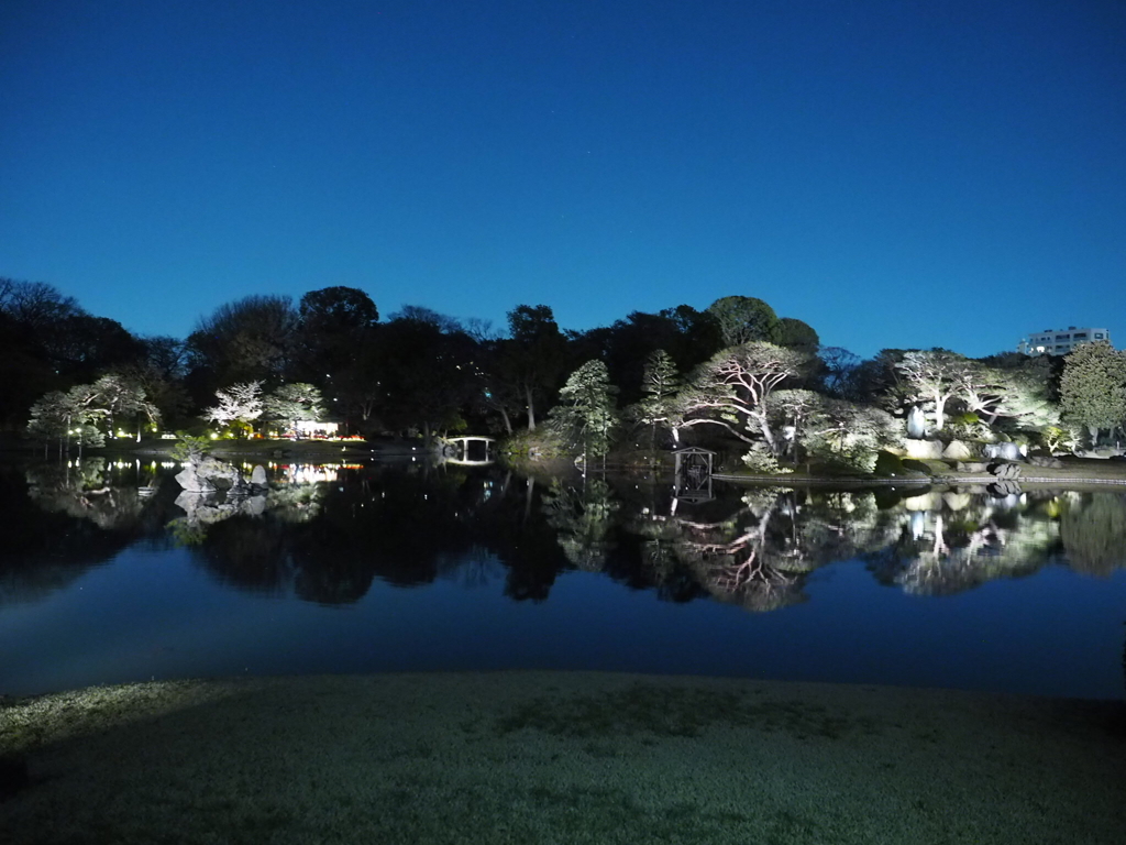 六義園ライトアップ