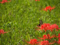 曼珠沙華と蝶