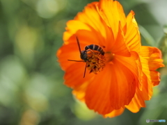 蜜蜂のランチ