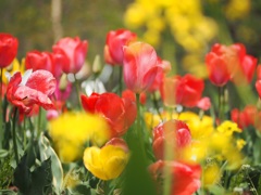 チューリップ