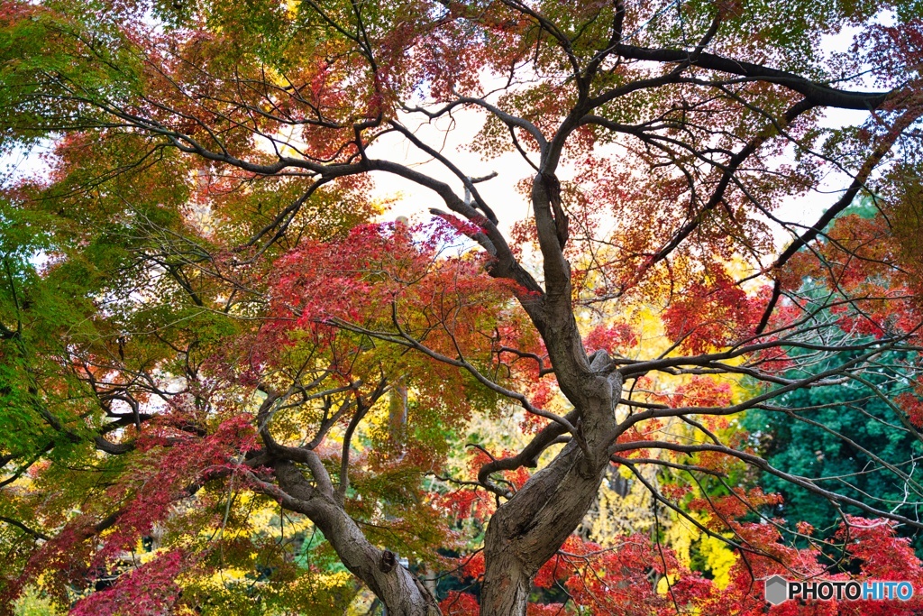 紅葉の醍醐味