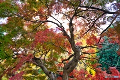 紅葉の醍醐味