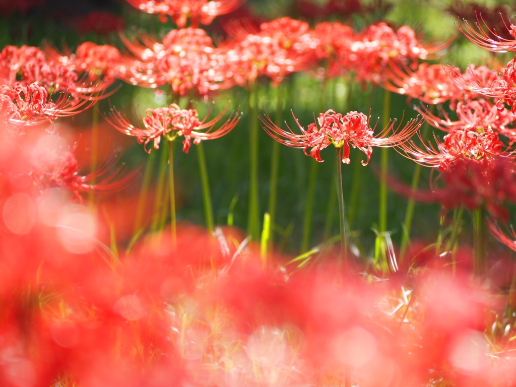 曼珠沙華2