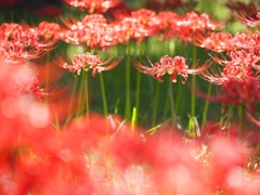 曼珠沙華2