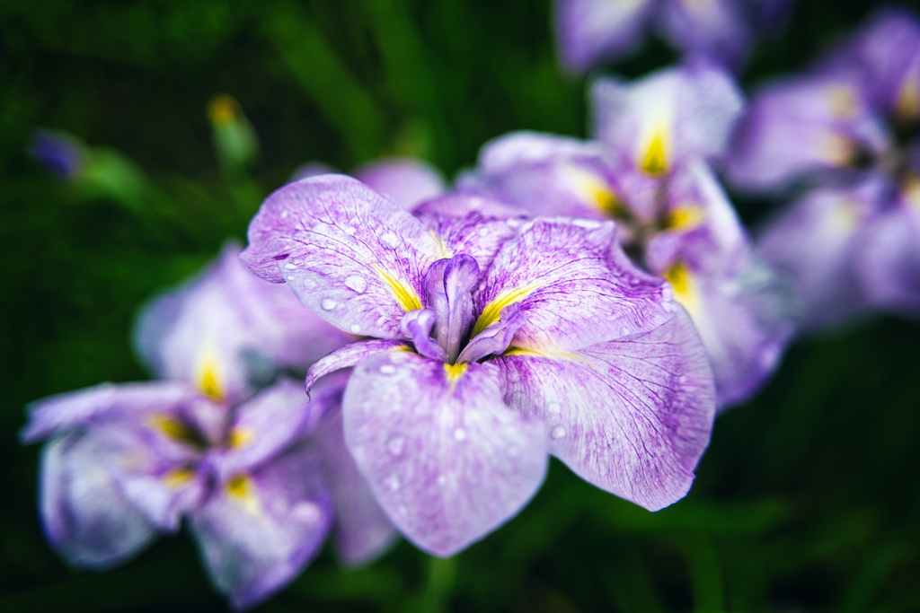 今が菖蒲どころ