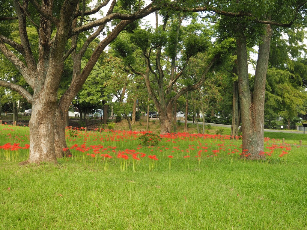 水元公園の曼珠沙華