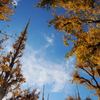 冬晴れ