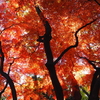 紅葉の光