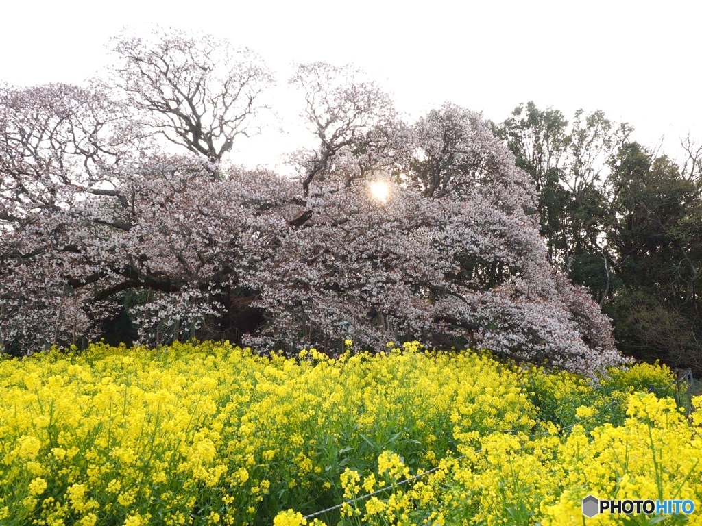 菜花、桜、朝日
