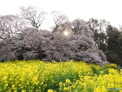 菜花、桜、朝日