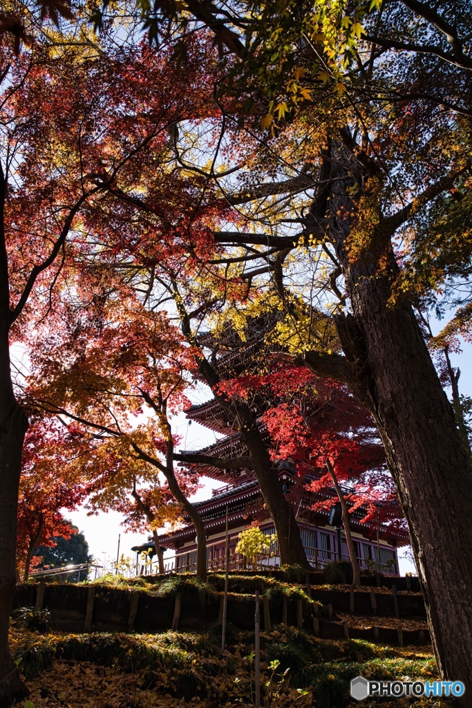 本土寺