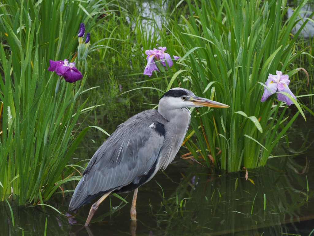 鷺と菖蒲