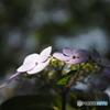 azisai flower