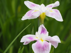 雨上がりの花菖蒲
