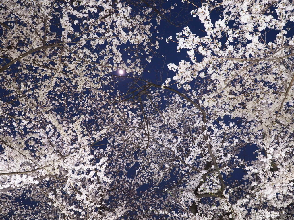 夜桜を見上げて