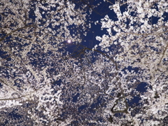 夜桜を見上げて