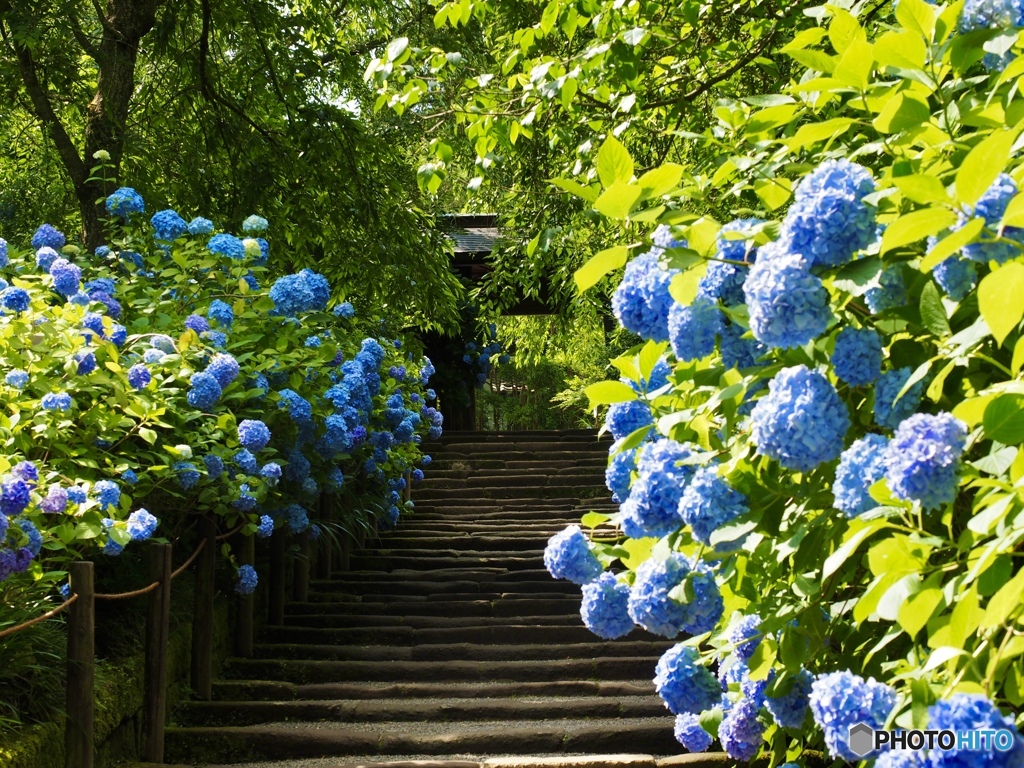 明月院の石段