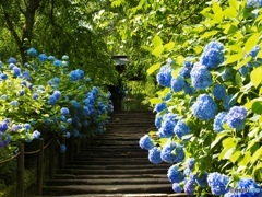 明月院の石段