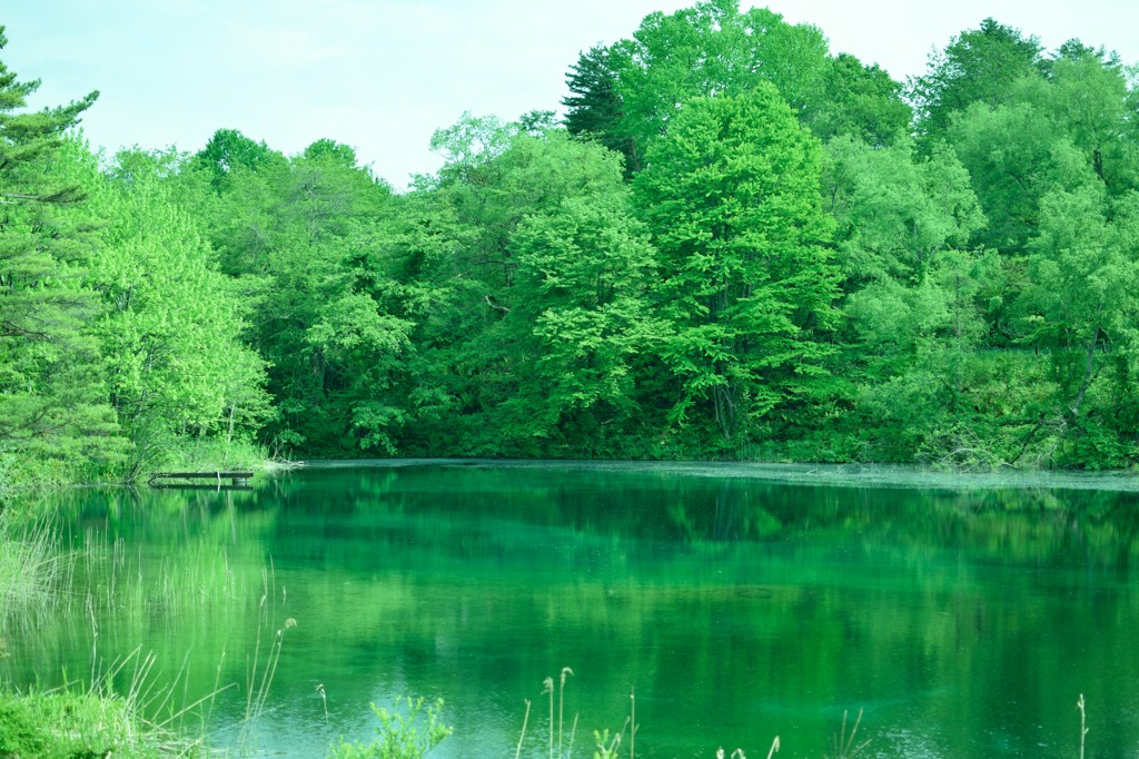 緑の湖面