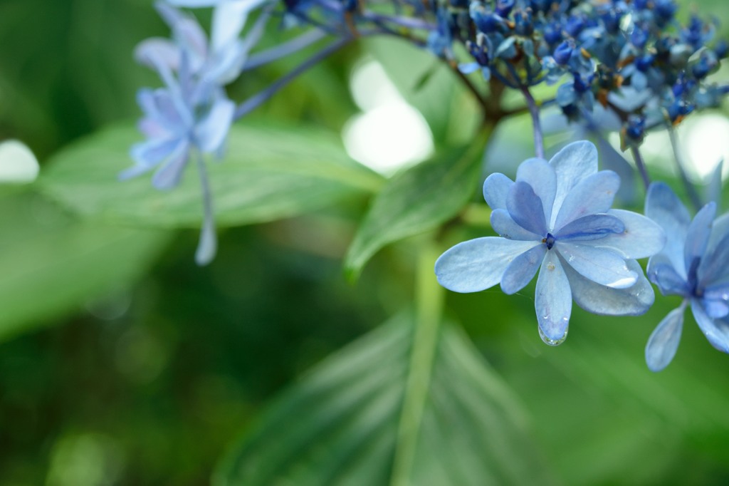 紫陽花