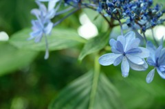 紫陽花