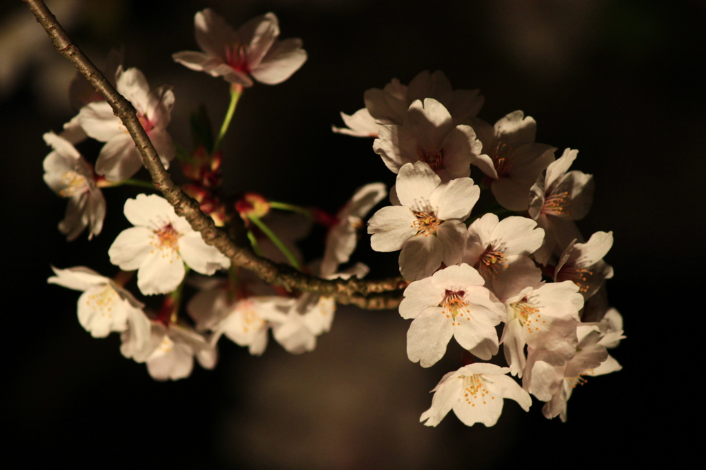 夜桜