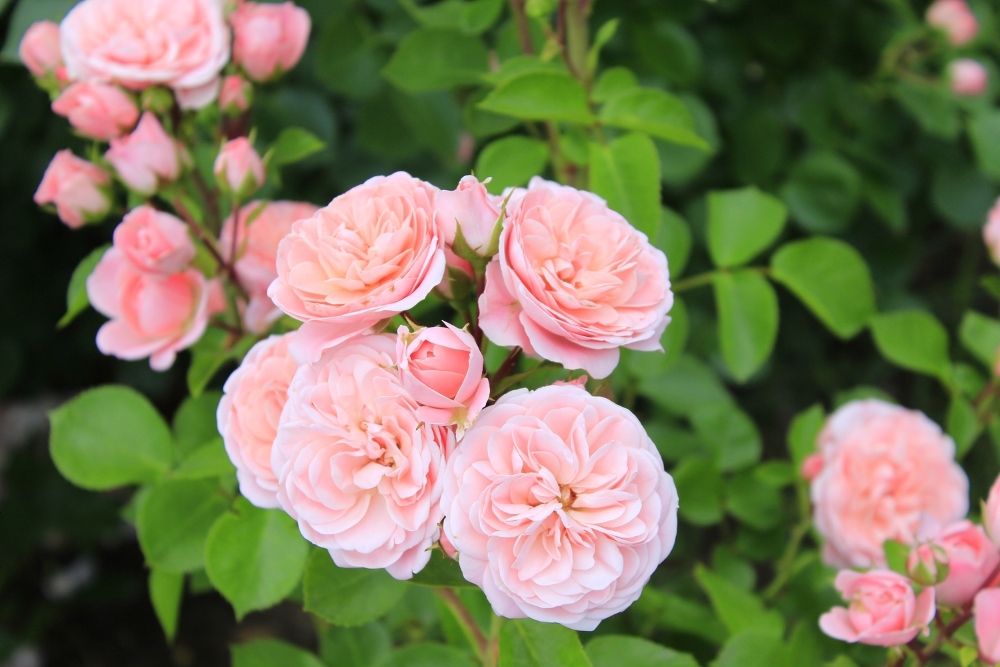 薔薇