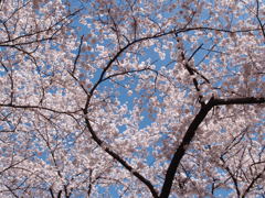 桜と空