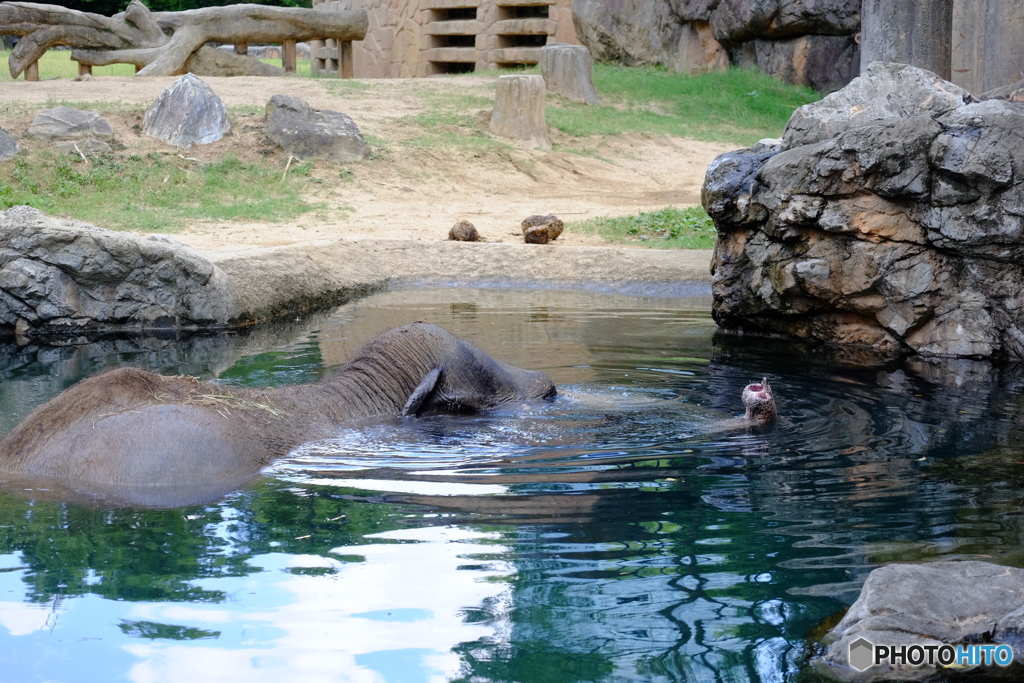 天王寺動物園　象