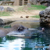 天王寺動物園　象