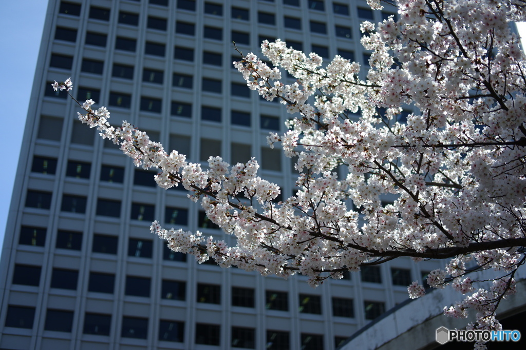 都会の桜002