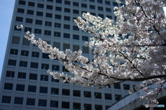 都会の桜002