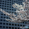 都会の桜002