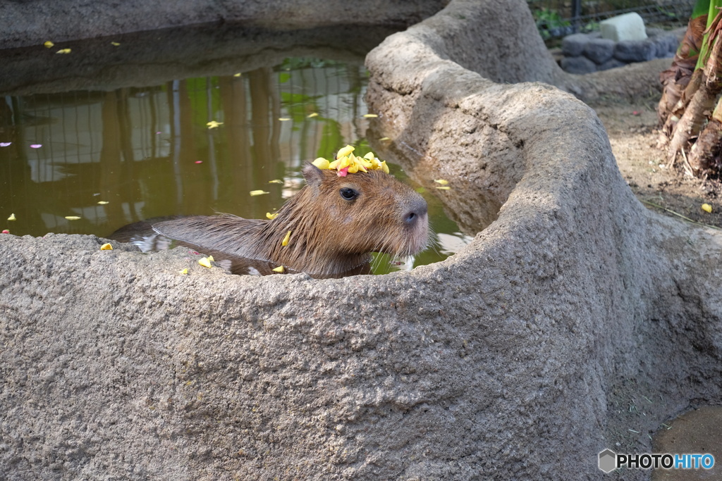 カピバラさん