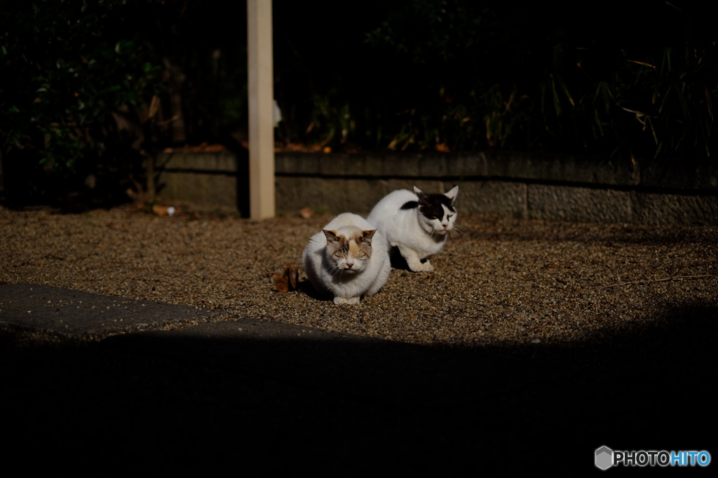 神社の猫